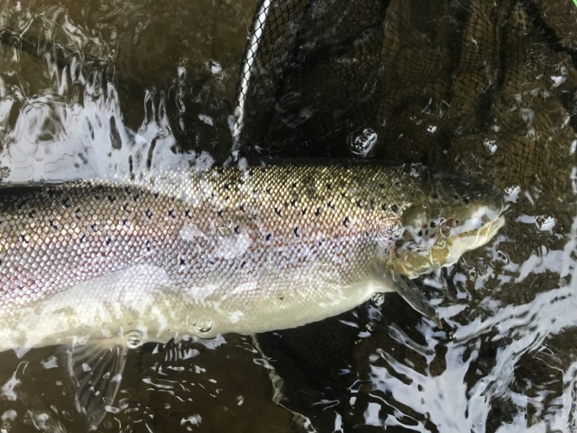 Llangoed salmon - MH from Swansea